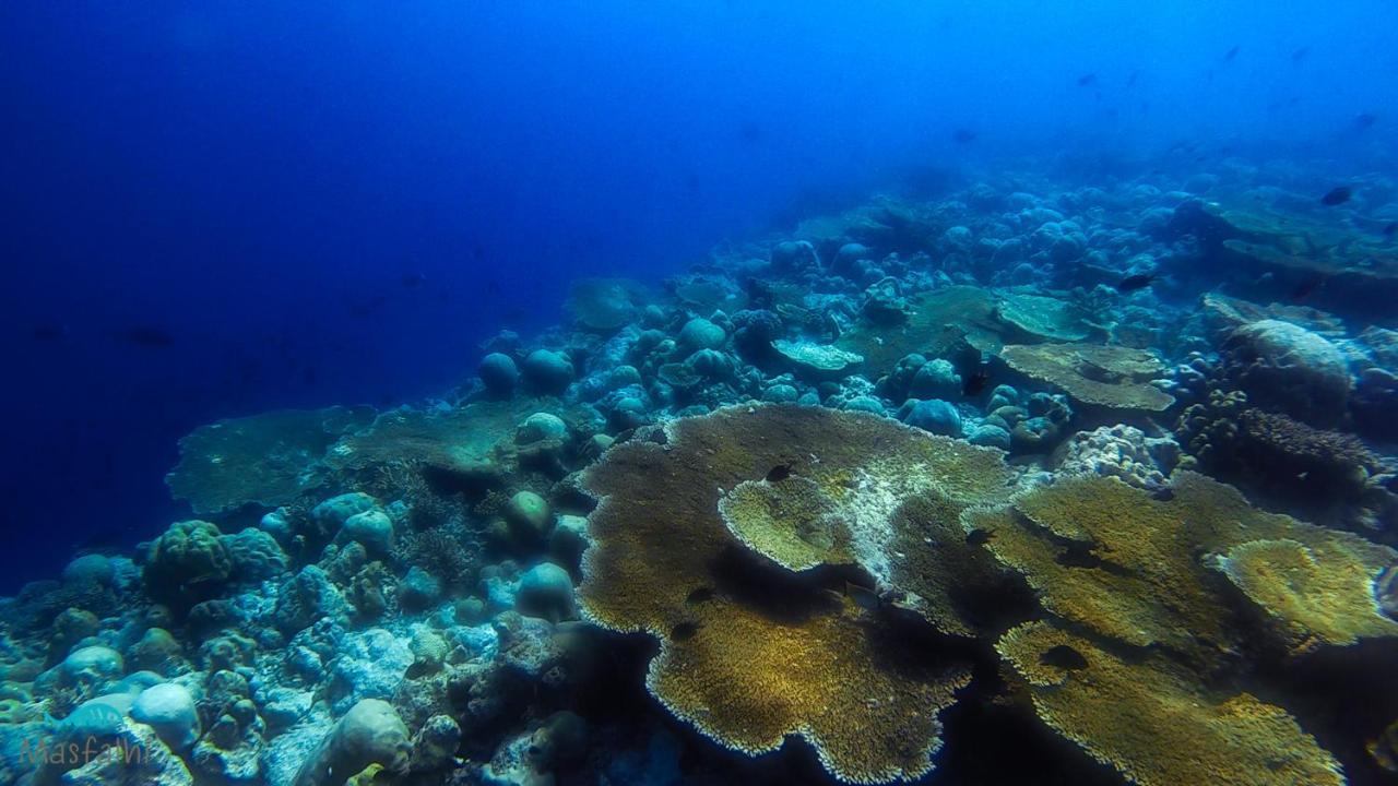 Masfalhi View Inn Felidhoo Dış mekan fotoğraf